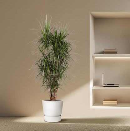 Dracaena Marginata verzweigt - 190 cm - ø35