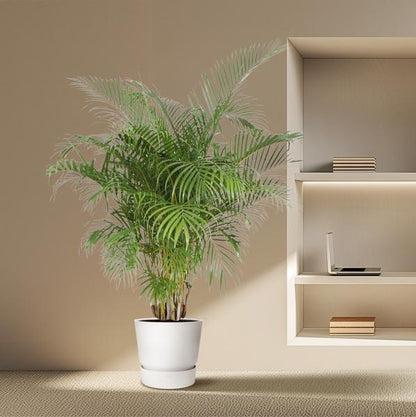 Dypsis Lutescens (Areca-Palme) - 200 cm - ø40