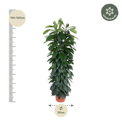 Ficus Cyatistipula column - 150 cm - ø29