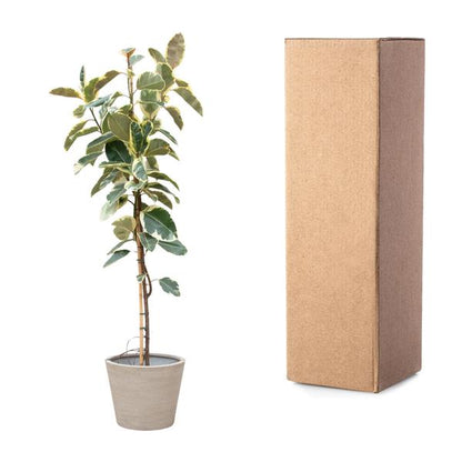 Ficus Tineke On Trunk - 220cm - ø30