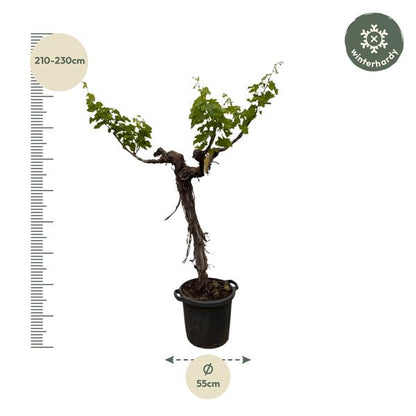 Grape tree (Vitis Vinifera) trunk branched - 220cm - ø55