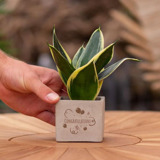 Congreet plantpots + Sansevieria | Congratulations