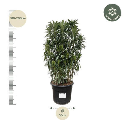 Nerium Oleander shrub - 190cm- Ø55