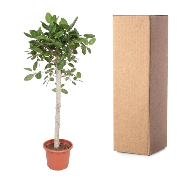Ficus Benghalensis-Baum - 190 cm - ø40