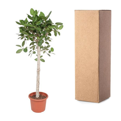 Ficus Benghalensis-Baum - 190 cm - ø40