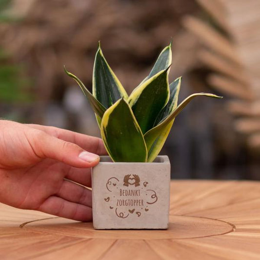 Congreet plantpots + Sansevieria | Bedankt zorgtopper