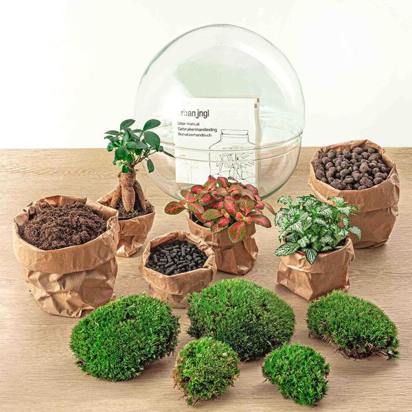 DIY Terrarium - Dome XL - Ficus Ginseng Bonsai - ↕ 30 cm - Harke + Schaufel + Pinzette