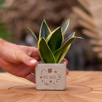 Congreet plantpots + Sansevieria | Veel succes