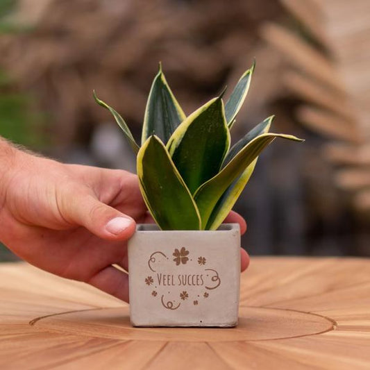 Congreet plantpots + Sansevieria | Veel succes