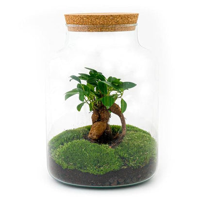 DIY Terrarium - Milky mit Bonsai - ↕ 30 cm - Harke + Schaufel + Pinzette