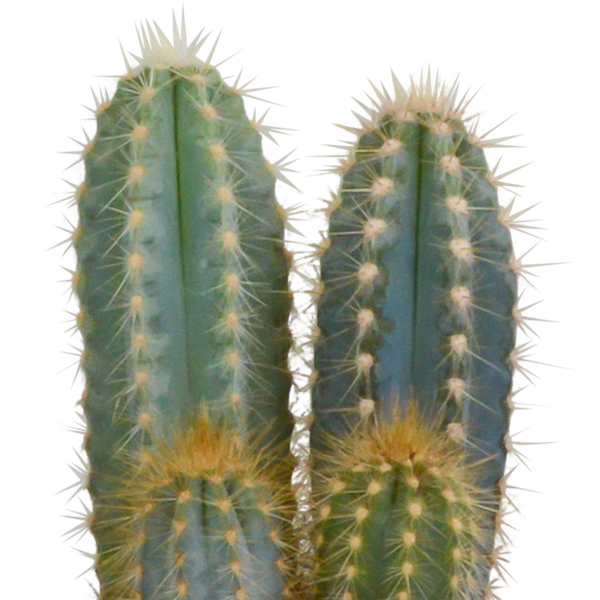 Kaktusmischung 10,5 cm - 3x - im Terrakottatopf