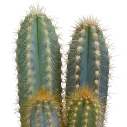 Kaktusmischung 10,5 cm - 3x - im Terrakottatopf