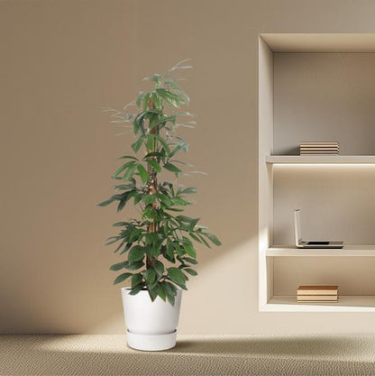 Philodendron Dragon Tail moss stick - 220 cm - ø34