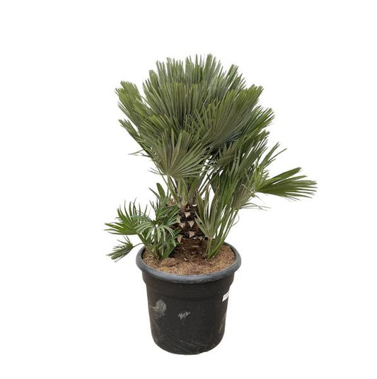 Chamaerops Humilis compact - 120cm - ø45