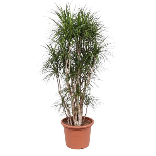 Dracaena Marginata branched - 220 cm - ø40