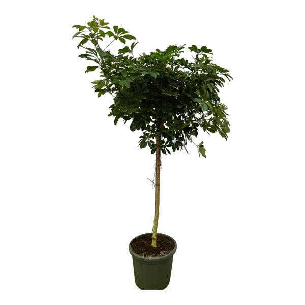 Schefflera Nora trunk - 220 cm - Ø45cm