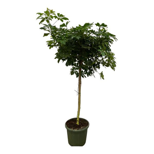 Schefflera Nora trunk - 220 cm - Ø45cm