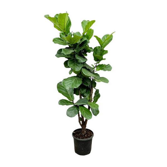 Ficus Lyrata branched - 170cm - Ø32