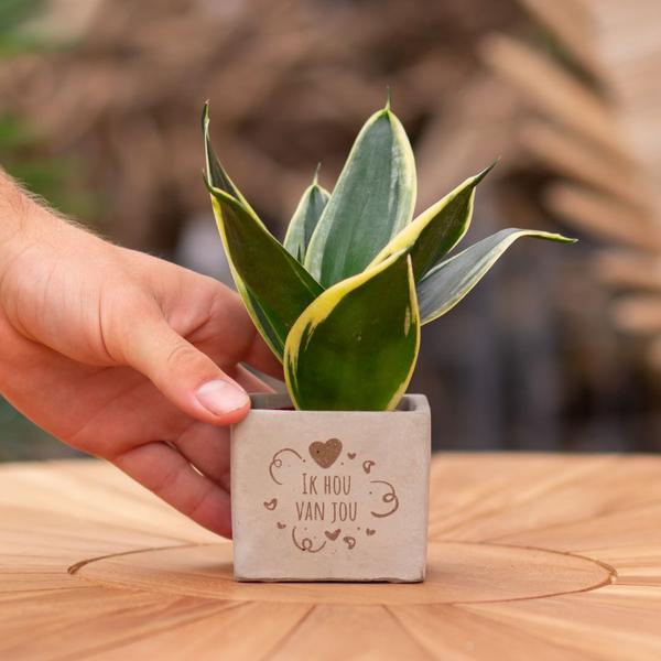 Congreet plantpots + Sansevieria | Ik hou van jou