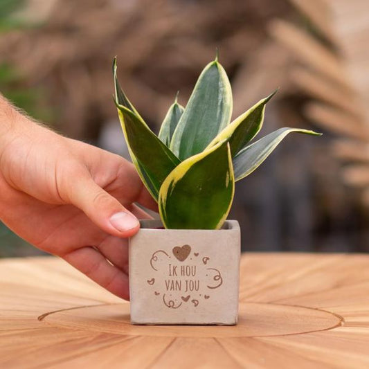 Congreet plantpots + Sansevieria | Ik hou van jou