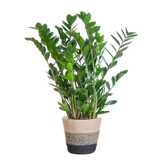 Zamioculcas Zamiifolia with Basket Lisbon black - 80cm - Ø21