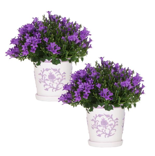 2x Campanula Addenda Ambella Intense purple in Malaga decorative pots - pot size 12cm - perennial - winter hardy