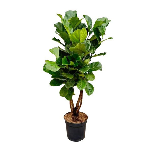 Ficus Lyrata branched XL - 190cm - ø32