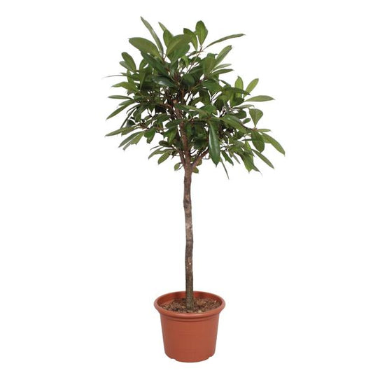 Ficus Cyathistipula tree - 180 cm - ø40