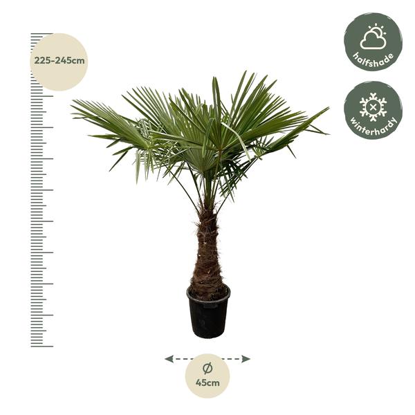 Trachycarpus - 240 cm - Ø45