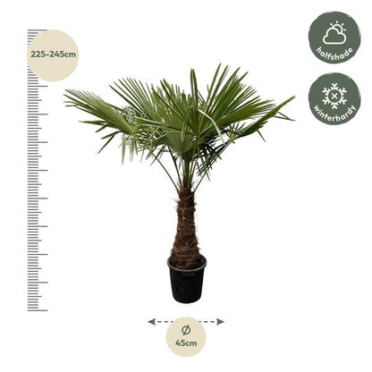 Trachycarpus - 240 cm - Ø45