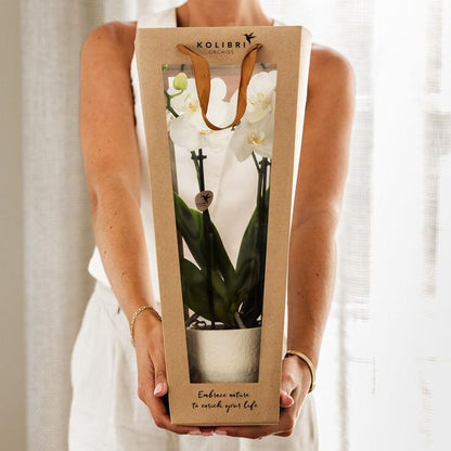 Kolibri Company I Cadeau tasje voor Orchidee met Sierpot 9cm