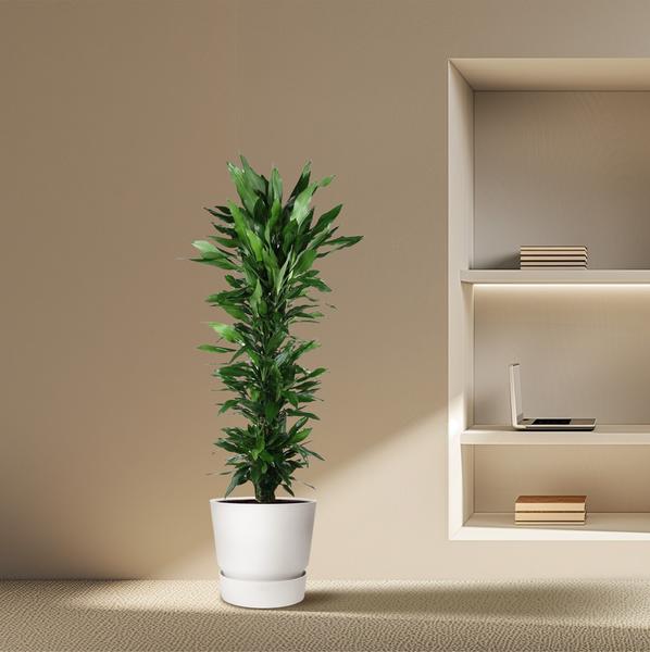 Dracaena Janet Lind branched - 170 cm - ø34