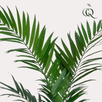 Artificial plant - Kentia -Kentia palm - 150cm